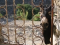 naxos1007_IMG_2053