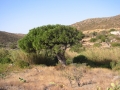 naxos1007_IMG_2066
