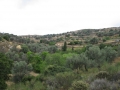 naxos-2010_IMG_1222