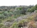 naxos-2010_IMG_1223