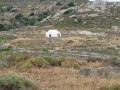 naxos-2010_IMG_1228
