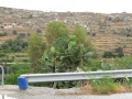 naxos-2010_IMG_1230